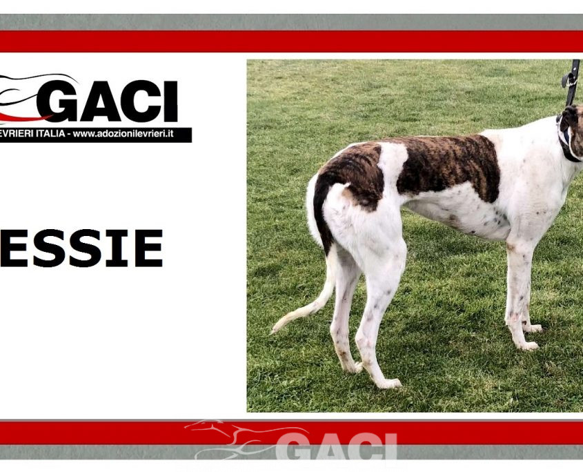 JESSIE-greyhound-GACI- 18-05-2013 - F (5)