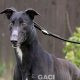 MONTY-greyhound-GACI- 09-05-2018 - M (1)