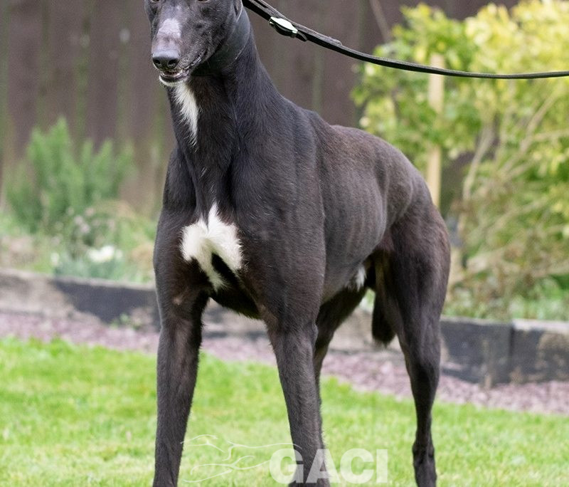 MONTY-greyhound-GACI- 09-05-2018 - M (2)