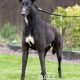 MONTY-greyhound-GACI- 09-05-2018 - M (2)