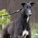 MONTY-greyhound-GACI- 09-05-2018 - M (3)