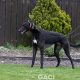 MONTY-greyhound-GACI- 09-05-2018 - M (4)