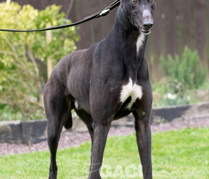 MONTY-greyhound-GACI- 09-05-2018 - M (5)
