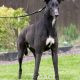MONTY-greyhound-GACI- 09-05-2018 - M (5)