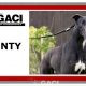 MONTY-greyhound-GACI- 09-05-2018 - M (6)