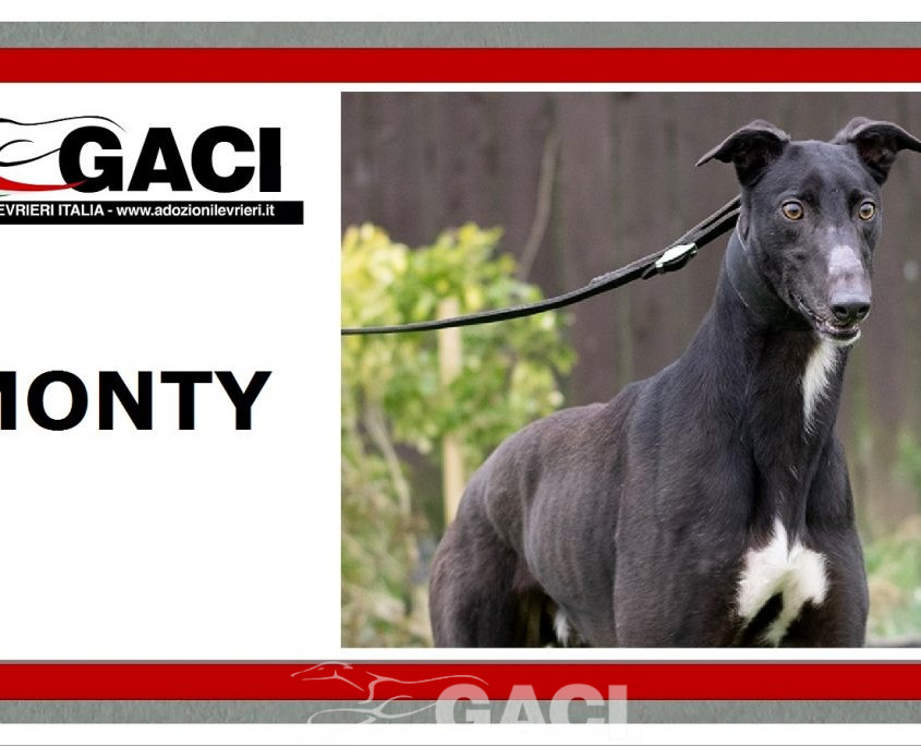 MONTY-greyhound-GACI- 09-05-2018 - M (6)