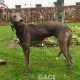 NOAH-greyhound-GACI-03-12- 2018 -M (3)