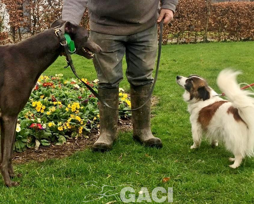 NOAH-greyhound-GACI-03-12- 2018 -M (4)