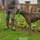 NOAH-greyhound-GACI-03-12- 2018 -M (6)
