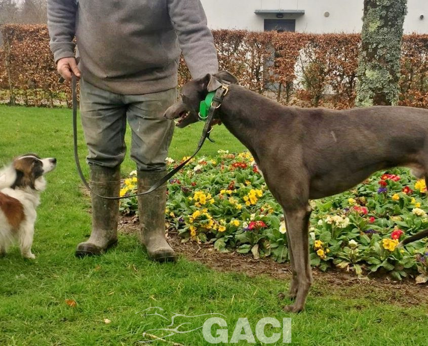 NOAH-greyhound-GACI-03-12- 2018 -M (6)