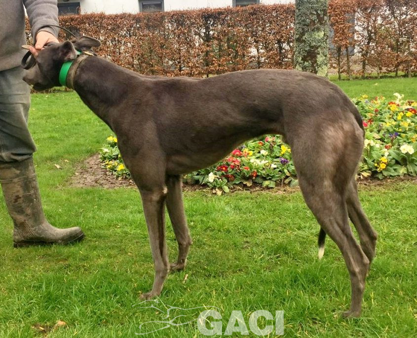NOAH-greyhound-GACI-03-12- 2018 -M (8)