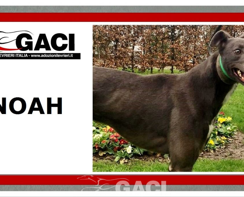 NOAH-greyhound-GACI-03-12- 2018 -M (9)
