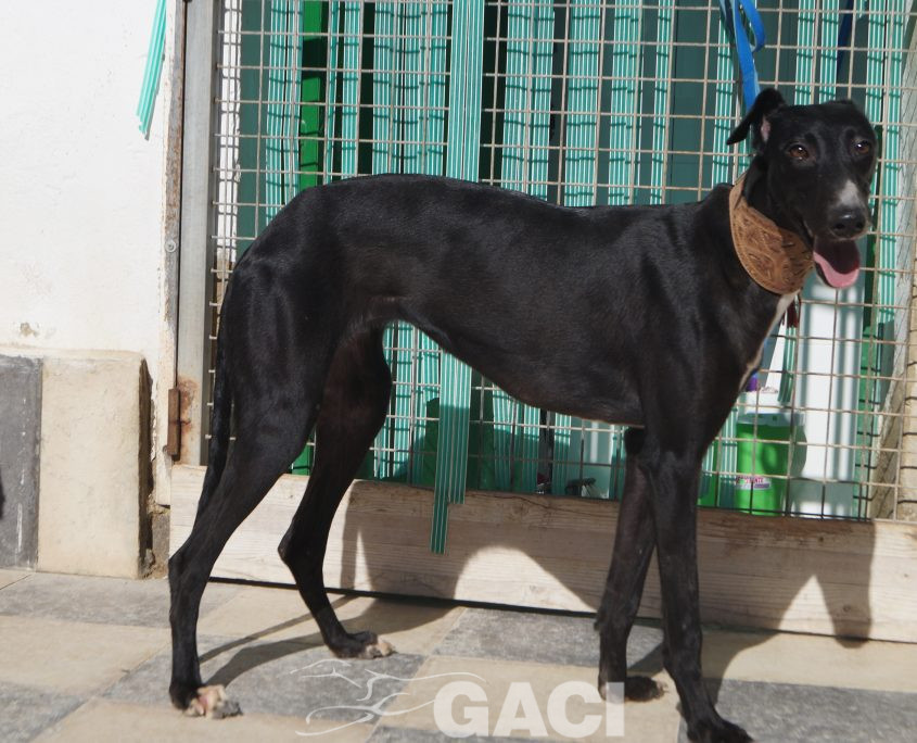 P210202_02 ELENA H0,10 ( CESION) (1)