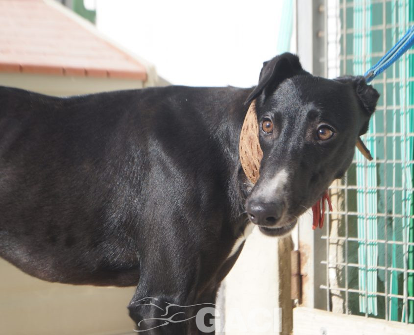 P210202_02 ELENA H0,10 ( CESION) (2)