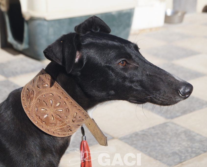 P210202_02 ELENA H0,10 ( CESION) (3)