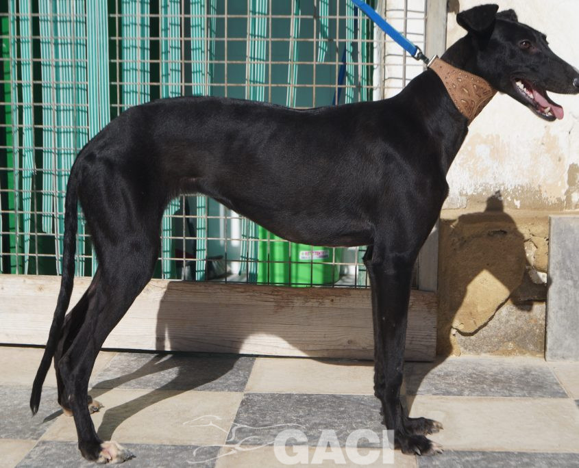 P210202_02 ELENA H0,10 ( CESION) (5)