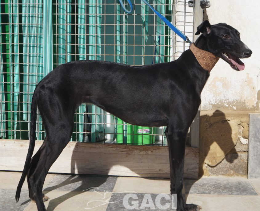 P210202_02 ELENA H0,10 ( CESION) (6)