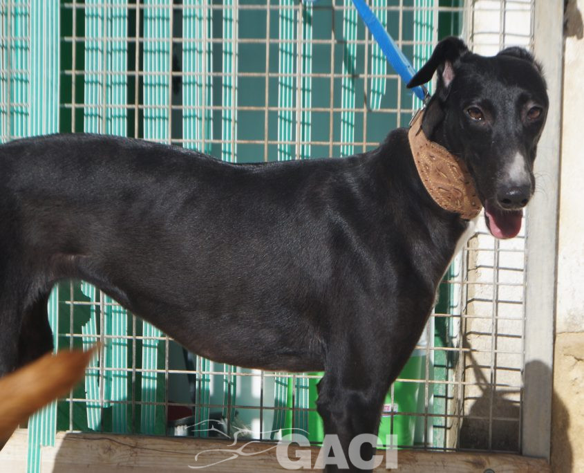 P210202_02 ELENA H0,10 ( CESION) (7)