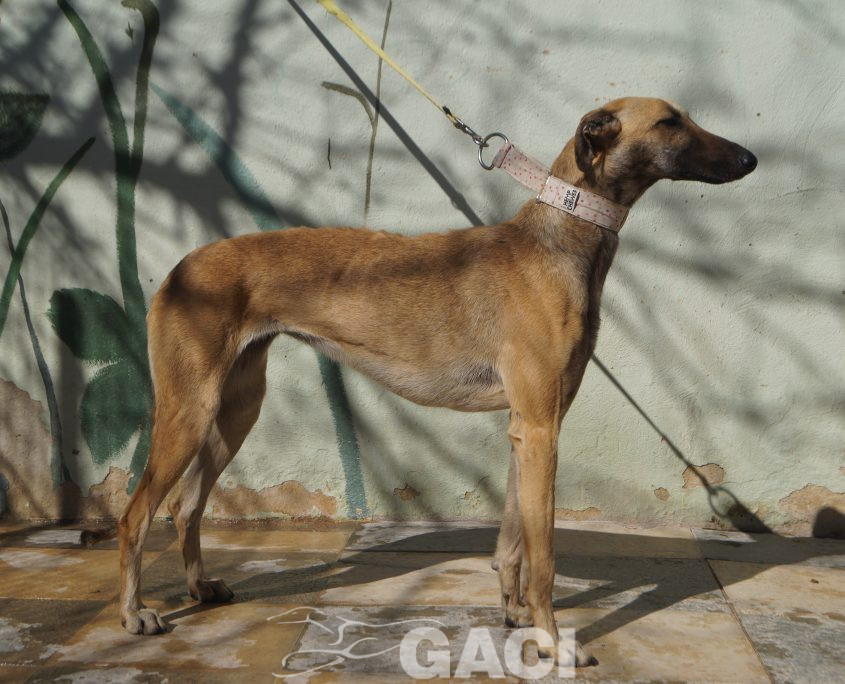 P210316_01 ABRIL H2 (15)