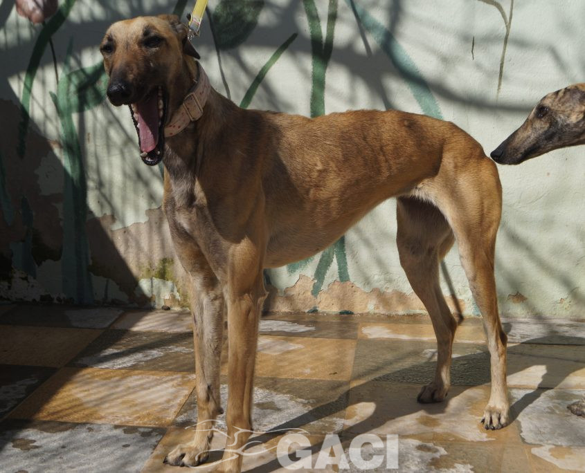 P210316_01 ABRIL H2 (2)