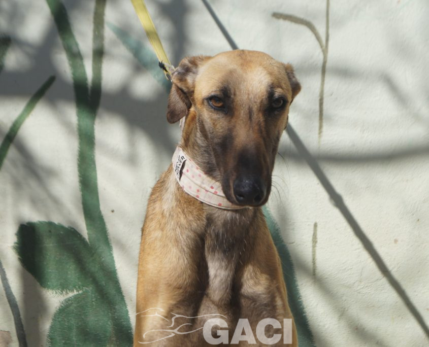 P210316_01 ABRIL H2 (3)