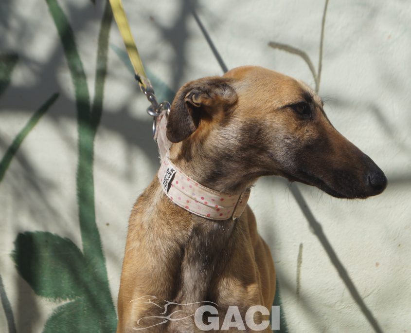 P210316_01 ABRIL H2 (4)