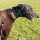 PENNY-greyhound-GACI- 14-08-2016 - F (1)