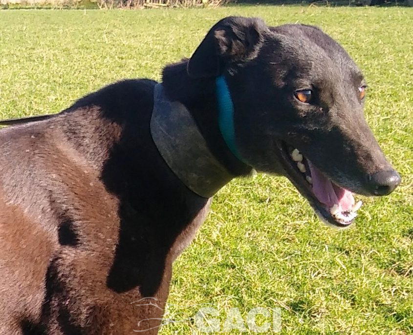 PENNY-greyhound-GACI- 14-08-2016 - F (3)