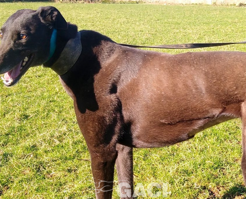 PENNY-greyhound-GACI- 14-08-2016 - F (4)