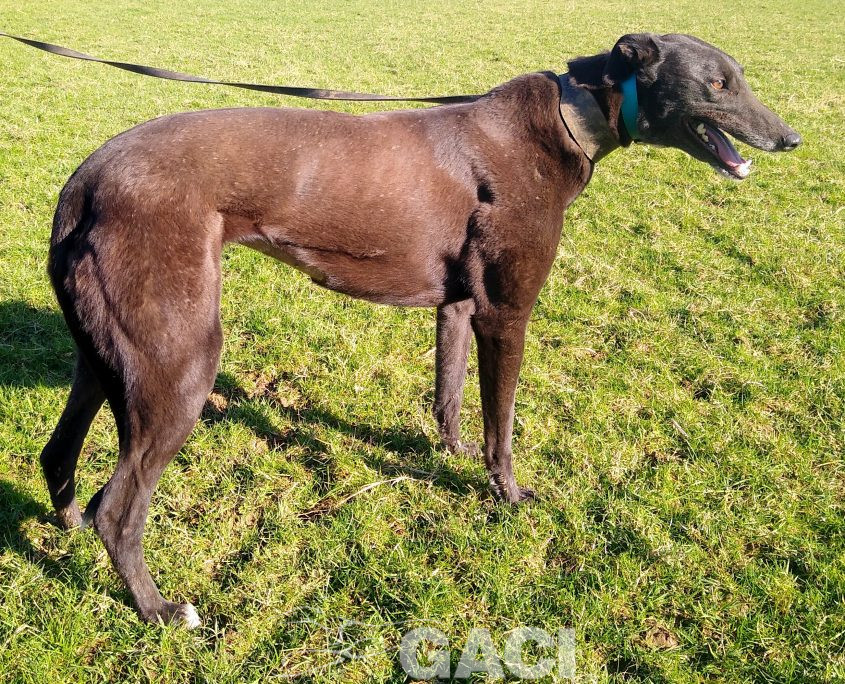 PENNY-greyhound-GACI- 14-08-2016 - F (5)