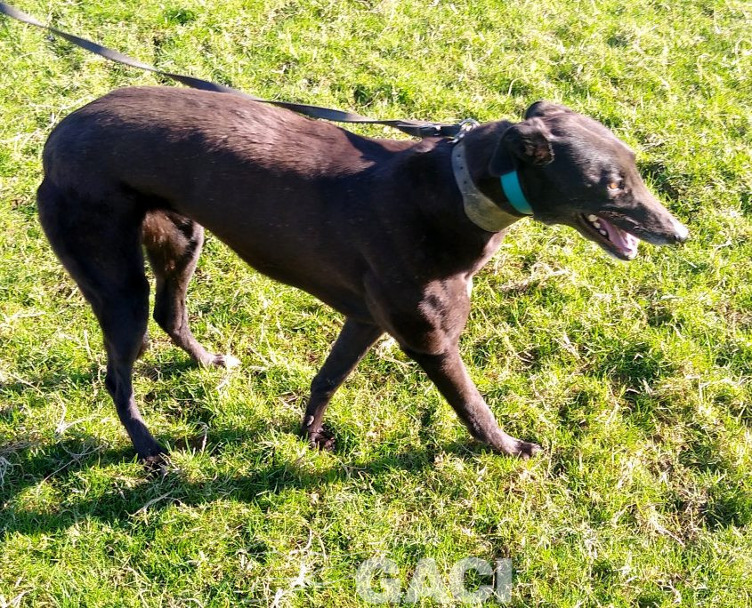 PENNY-greyhound-GACI- 14-08-2016 - F (6)