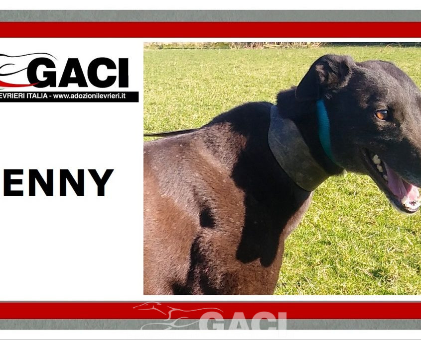 PENNY-greyhound-GACI- 14-08-2016 - F (7)