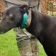 QUEENIE-greyhound-GACI- 23-03-2017 - F (1)