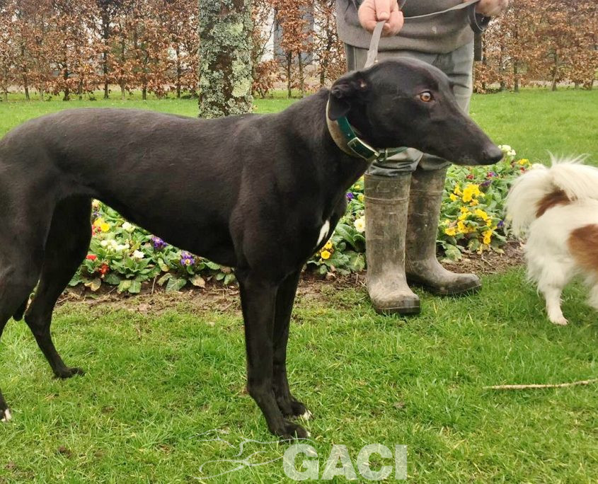 QUEENIE-greyhound-GACI- 23-03-2017 - F (2)