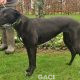 QUEENIE-greyhound-GACI- 23-03-2017 - F (3)