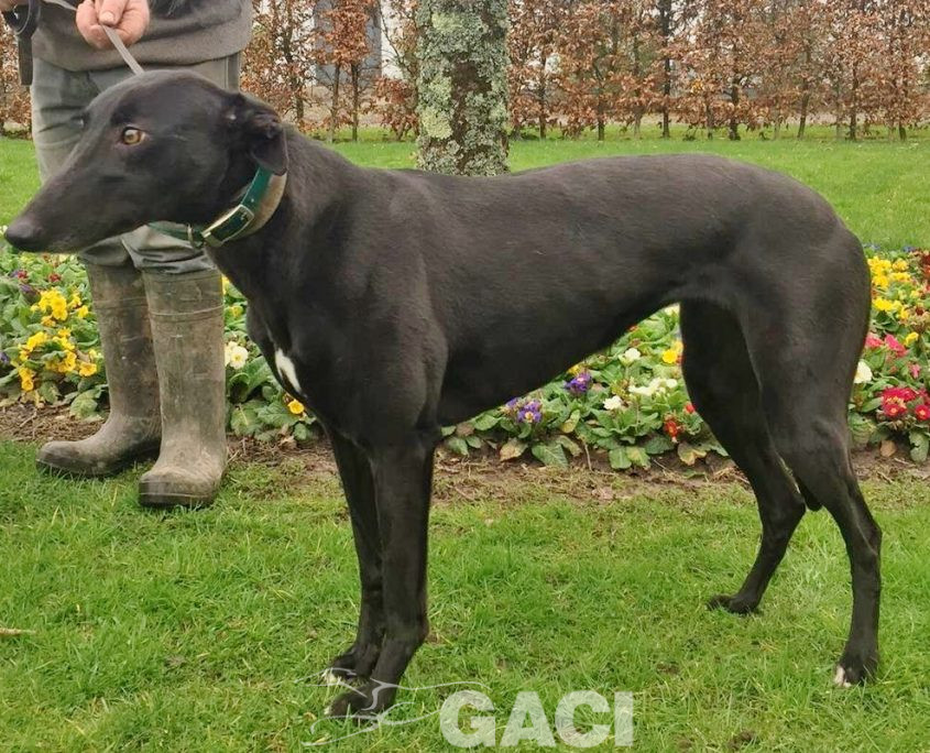 QUEENIE-greyhound-GACI- 23-03-2017 - F (3)