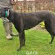 QUEENIE-greyhound-GACI- 23-03-2017 - F (5)
