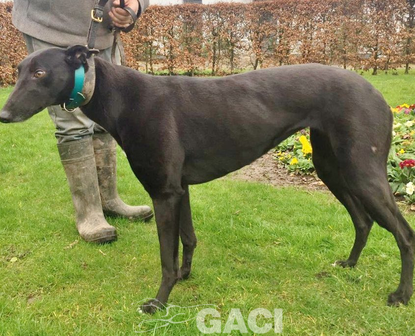 QUEENIE-greyhound-GACI- 23-03-2017 - F (5)