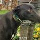 QUEENIE-greyhound-GACI- 23-03-2017 - F (6)