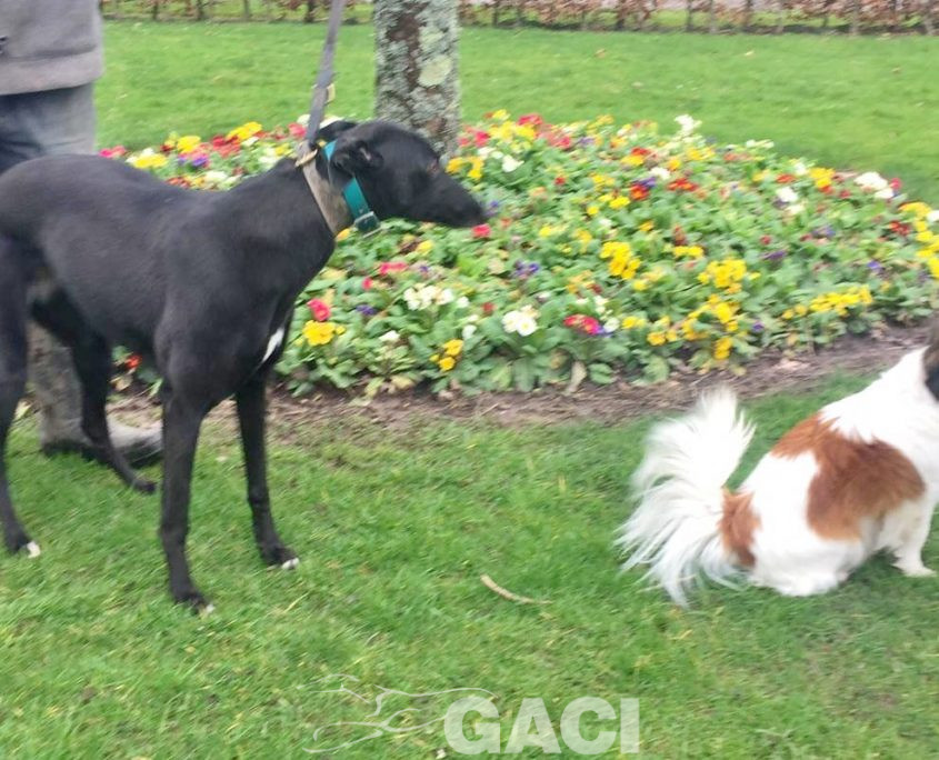 QUEENIE-greyhound-GACI- 23-03-2017 - F (7)