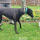 QUEENIE-greyhound-GACI- 23-03-2017 - F (8)