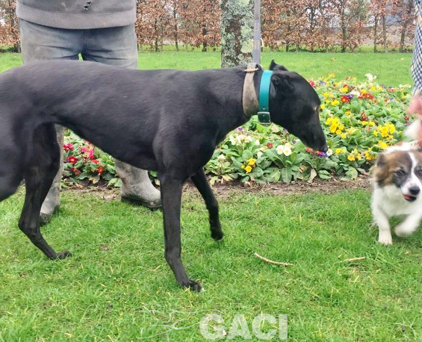 QUEENIE-greyhound-GACI- 23-03-2017 - F (8)