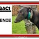 QUEENIE-greyhound-GACI- 23-03-2017 - F (9)