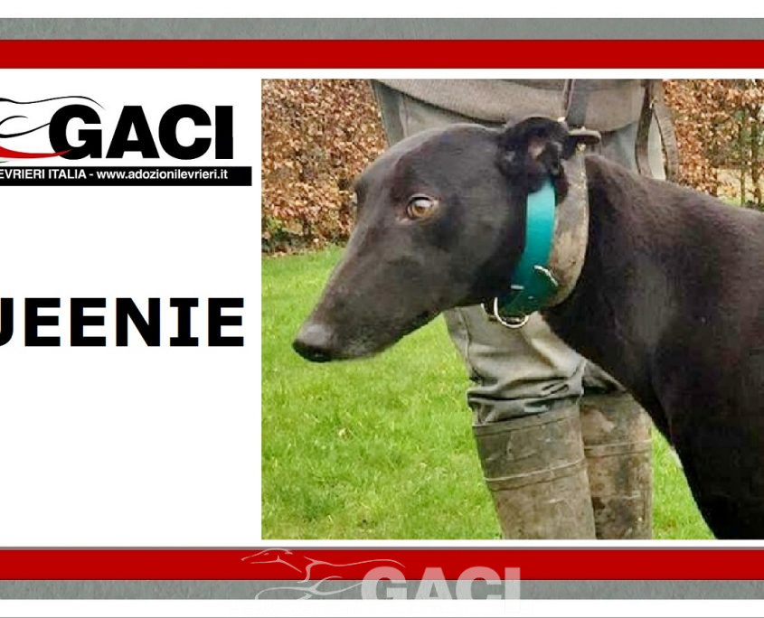QUEENIE-greyhound-GACI- 23-03-2017 - F (9)