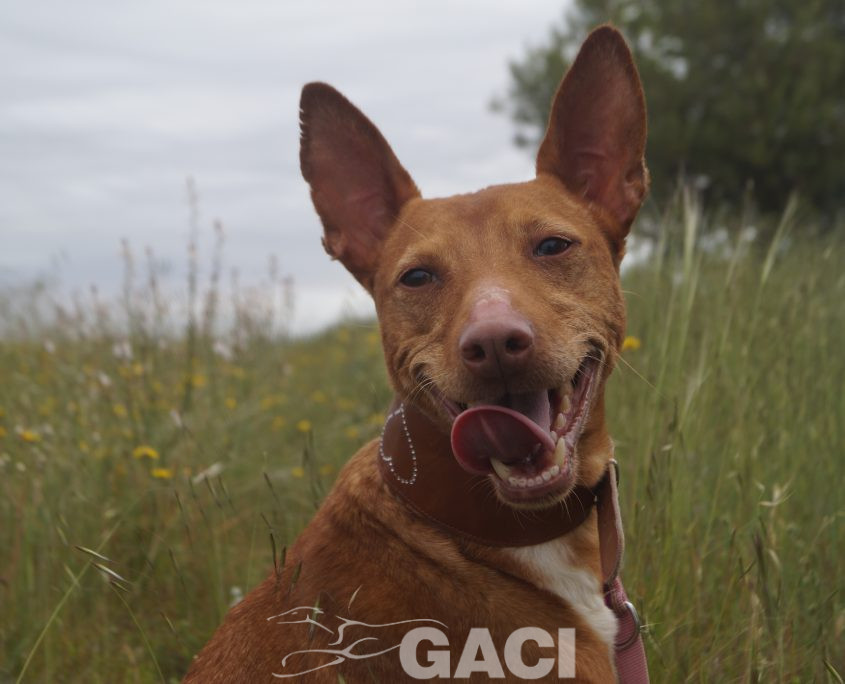 JARA NUEVAS FOTOS (11)