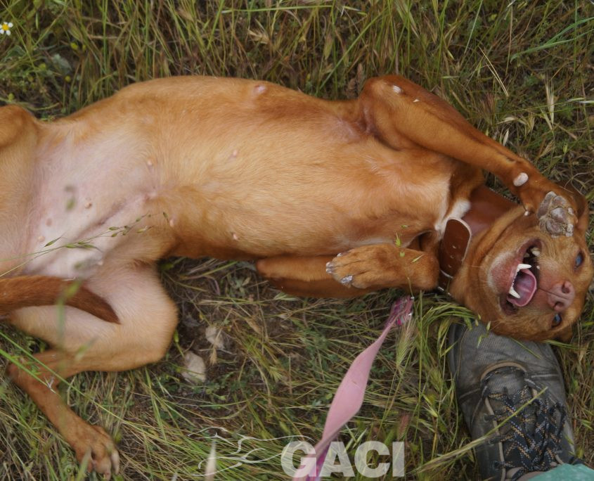 JARA NUEVAS FOTOS (12)