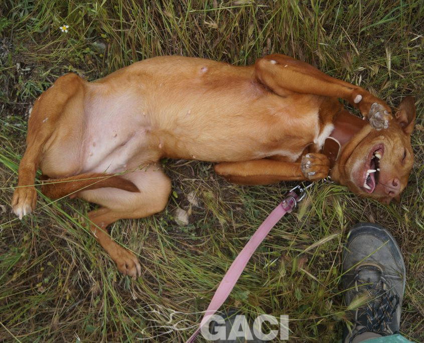 JARA NUEVAS FOTOS (13)