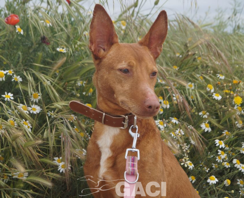 JARA NUEVAS FOTOS (15)