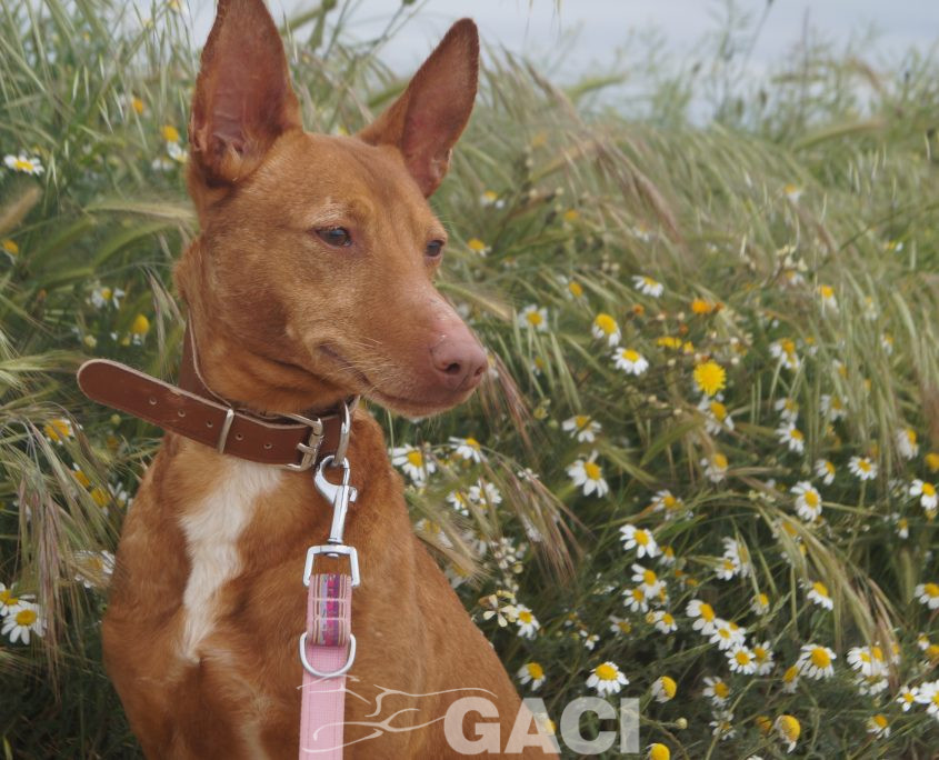 JARA NUEVAS FOTOS (16)