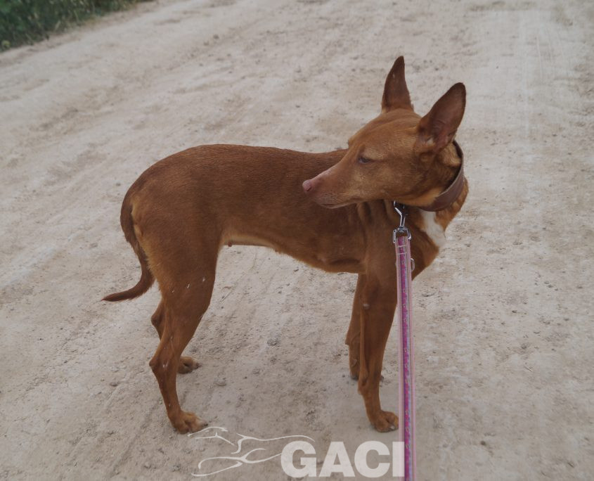 JARA NUEVAS FOTOS (17)